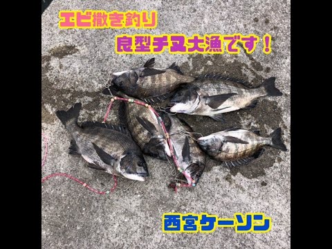 エビ撒き釣りで良型チヌ大漁！ fishing max武庫川店