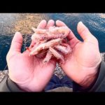 こんな簡単な釣りで「堤防最強の大怪物」が釣れてしまいます。