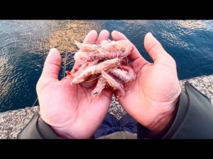 こんな簡単な釣りで「堤防最強の大怪物」が釣れてしまいます。