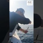 イカの多点掛け「釣り最高」#shorts