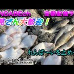 【定期配信ライブ】魚、釣りたい。釣り、楽しみたい。さぁライブだよ～！