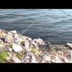 朝から魚が全然釣れない日