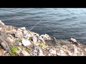 朝から魚が全然釣れない日