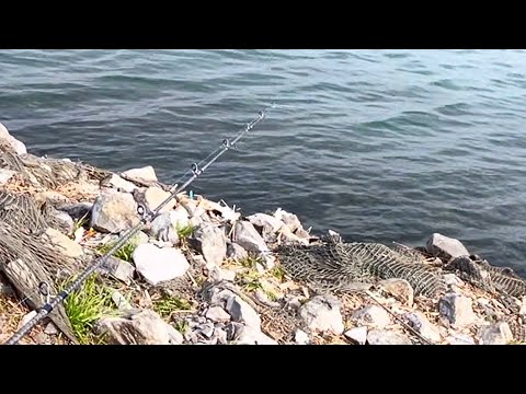 朝から魚が全然釣れない日