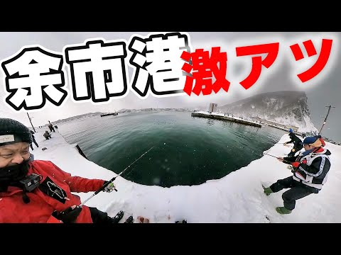 釣り日記♯８３ ホッケ爆釣！群来の後は漁港がアツイ！