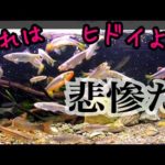 川魚の大型水槽に自然感を出したら悲惨な結果に…