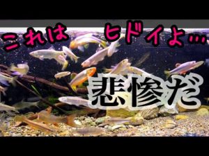 川魚の大型水槽に自然感を出したら悲惨な結果に…