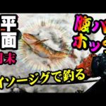 【釣り】ホッケ・北海道・ニシン群来後・ダイソージグ・腹パン良型：2023年