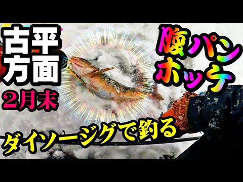 【釣り】ホッケ・北海道・ニシン群来後・ダイソージグ・腹パン良型：2023年
