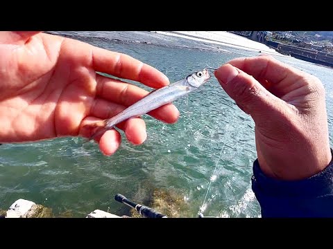 あの大物を釣りたい。