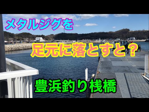 メタルジグを足元に落とすと？豊浜釣り桟橋 知多半島