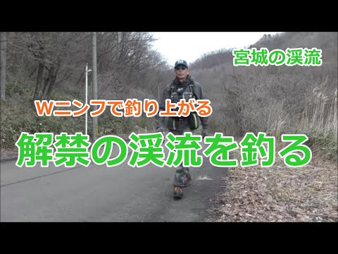 解禁の宮城の渓流を釣る / 宮城の渓流 / みちのく釣りの旅  ﾌﾗｲﾌｨｯｼﾝｸﾞ渓流釣り(4K) fly fishing