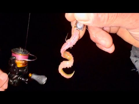 これは最強の釣りです。