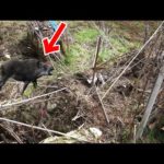 【山復興#312】釣りよか農園がアイツに荒らされてた！？