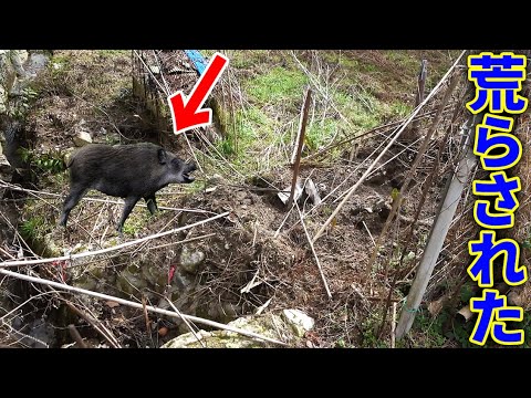 【山復興#312】釣りよか農園がアイツに荒らされてた！？