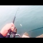 この魚めっちゃうまい！！