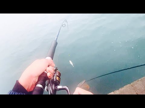 この魚めっちゃうまい！！