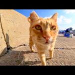 防波堤で釣り人の後ろで待機していた猫をナデナデしてきた
