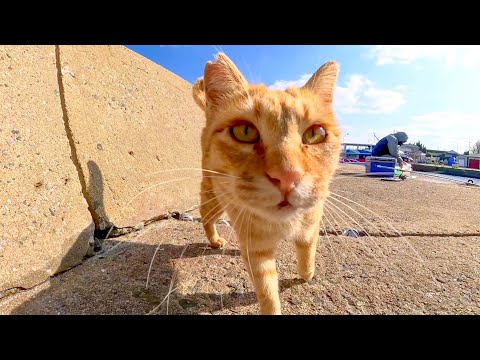 防波堤で釣り人の後ろで待機していた猫をナデナデしてきた