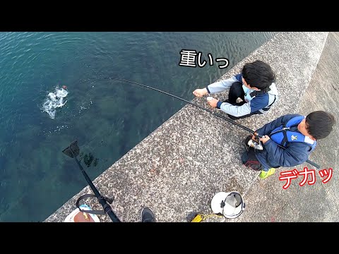 アジを狙った足元は旬の50㎝が入れ喰いする巣窟だった！！