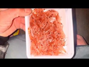 めっちゃ釣れると噂の最強の釣り。