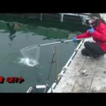 【海上釣り堀】あなたに逢い鯛【釣りガール】自社製品を使って【試作餌】くっさ～いカツオ饅頭を使って