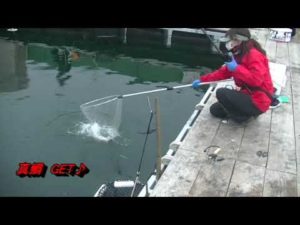 【海上釣り堀】あなたに逢い鯛【釣りガール】自社製品を使って【試作餌】くっさ～いカツオ饅頭を使って
