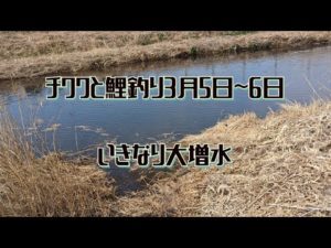 チワワと鯉釣り3月5日~6日(いきなり大増水!)