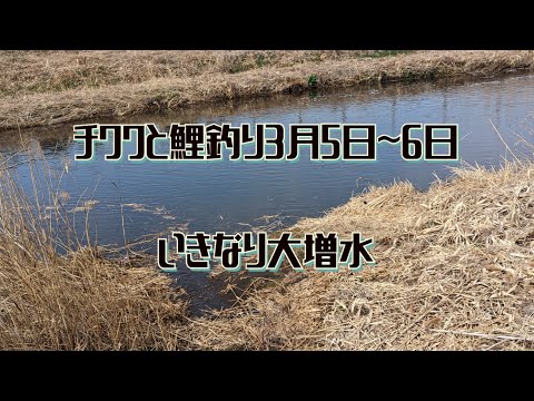 チワワと鯉釣り3月5日~6日(いきなり大増水!)