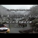 3月解禁の 蒲田川 をドライフライで釣りまくれ！ 【 フライフィッシグ 2023 渓流解禁 岐阜県 高原川漁協 】