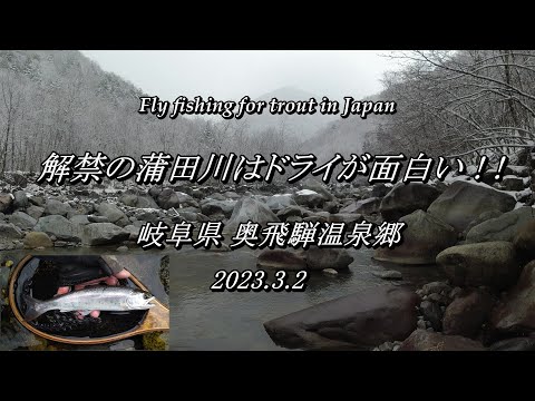 3月解禁の 蒲田川 をドライフライで釣りまくれ！ 【 フライフィッシグ 2023 渓流解禁 岐阜県 高原川漁協 】