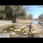 西多摩郡 春の平井川で小物釣り。春の川釣りは楽しい～♪