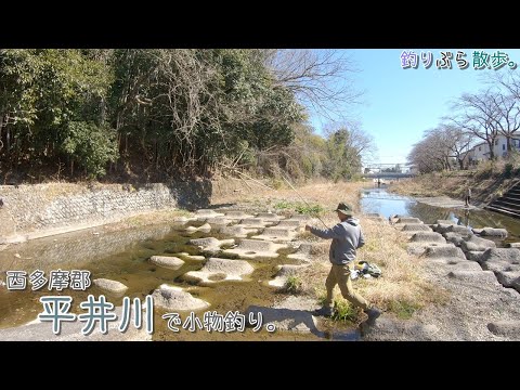 西多摩郡 春の平井川で小物釣り。春の川釣りは楽しい～♪