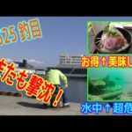 釣り動画ロマンを求めて 525釣目