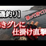 【磯釣り】出たな湧きグレ！釣るぞ～！大瀬戸ウー瀬、水道の真ん中。