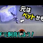 川に放されてた魚を我が家で飼育する！