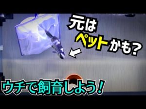 川に放されてた魚を我が家で飼育する！