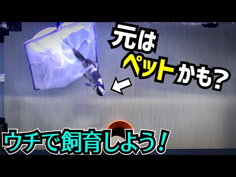 川に放されてた魚を我が家で飼育する！