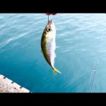 身近な海には得体の知れない大物が居る。