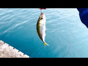 身近な海には得体の知れない大物が居る。