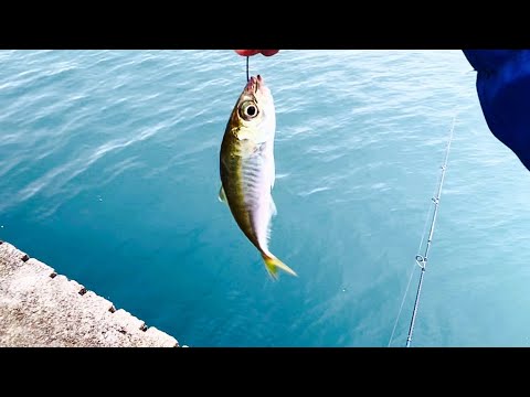 身近な海には得体の知れない大物が居る。