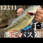 【千葉バス釣り】未知なる池でラージ連発！トップで出る出る！【バス釣り】