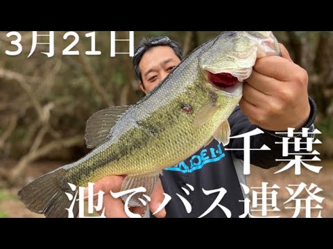 【千葉バス釣り】未知なる池でラージ連発！トップで出る出る！【バス釣り】