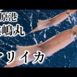 【外房イカ釣り】第二敷嶋丸で外房のヤリイカ釣りへ2023年3月19日
