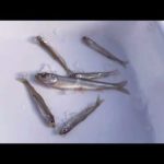 ワカサギ釣り【ボツ動画】