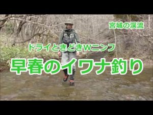 早春のイワナ釣り / ドライときどきWニンフ / 宮城の渓流  / みちのく釣りの旅  ﾌﾗｲﾌｨｯｼﾝｸﾞ渓流釣り(4K) fly fishing