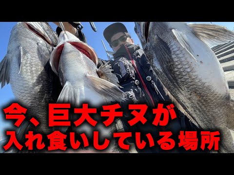 【急げ】今この場所で良型のチヌが入れ食い中です！！！釣りシーズン開幕！！！
