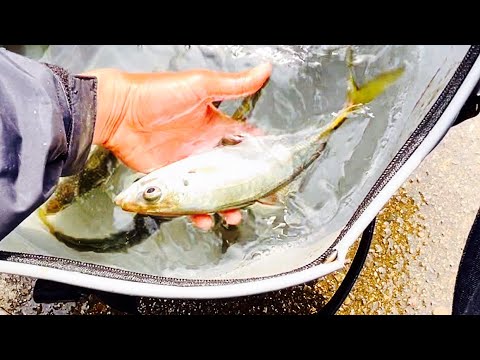 【閲覧注意】本当は教えたくない、大物一発の衝撃の裏技！！