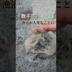 漁港が大変！数万匹の生物が陸揚げされてて異常すぎ