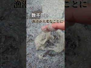 漁港が大変!数万匹の生物が陸揚げされてて異常すぎ